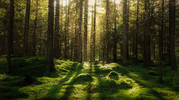 Eco Performance. Ruge el bosque