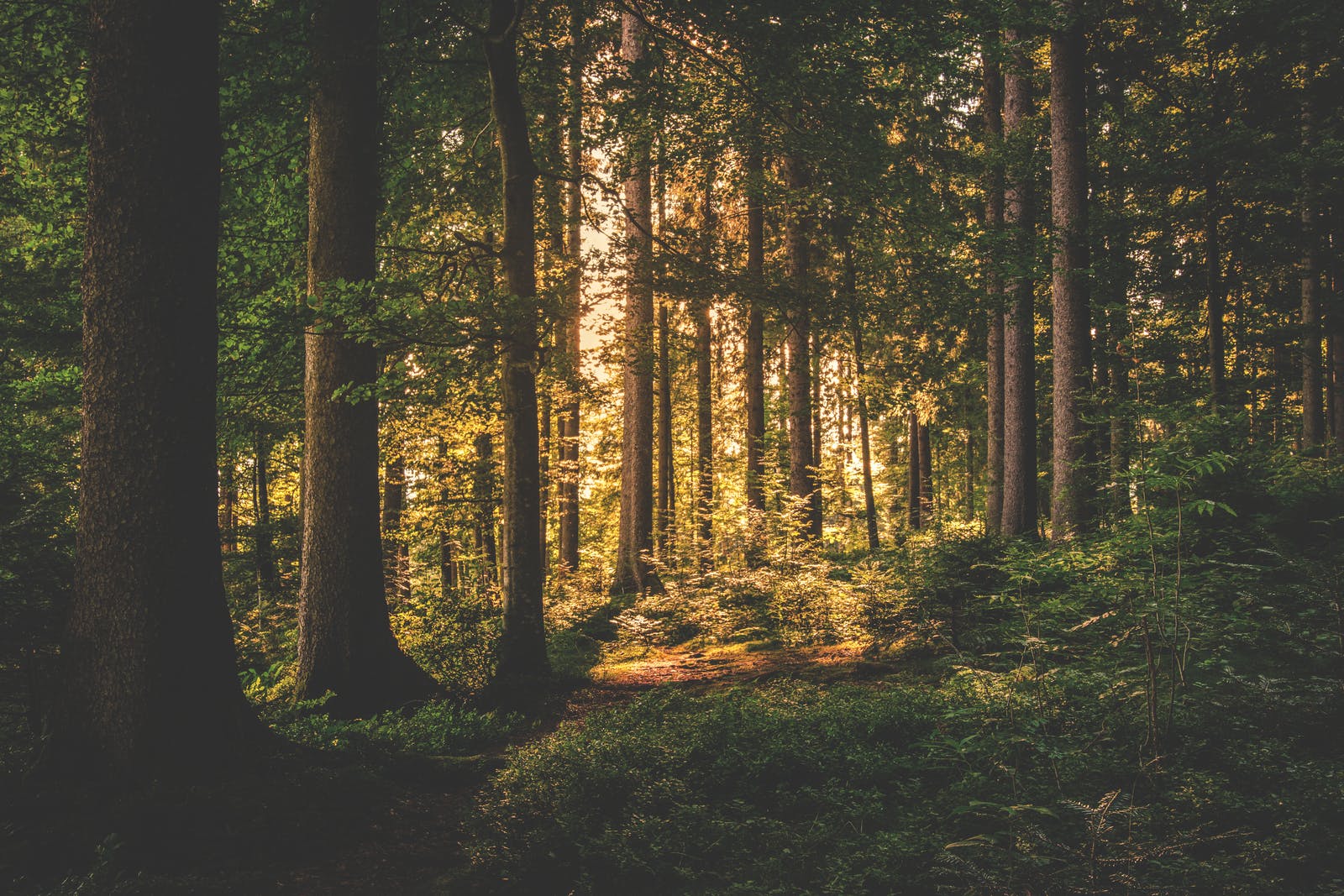 Cata de libros. Volver a los bosques